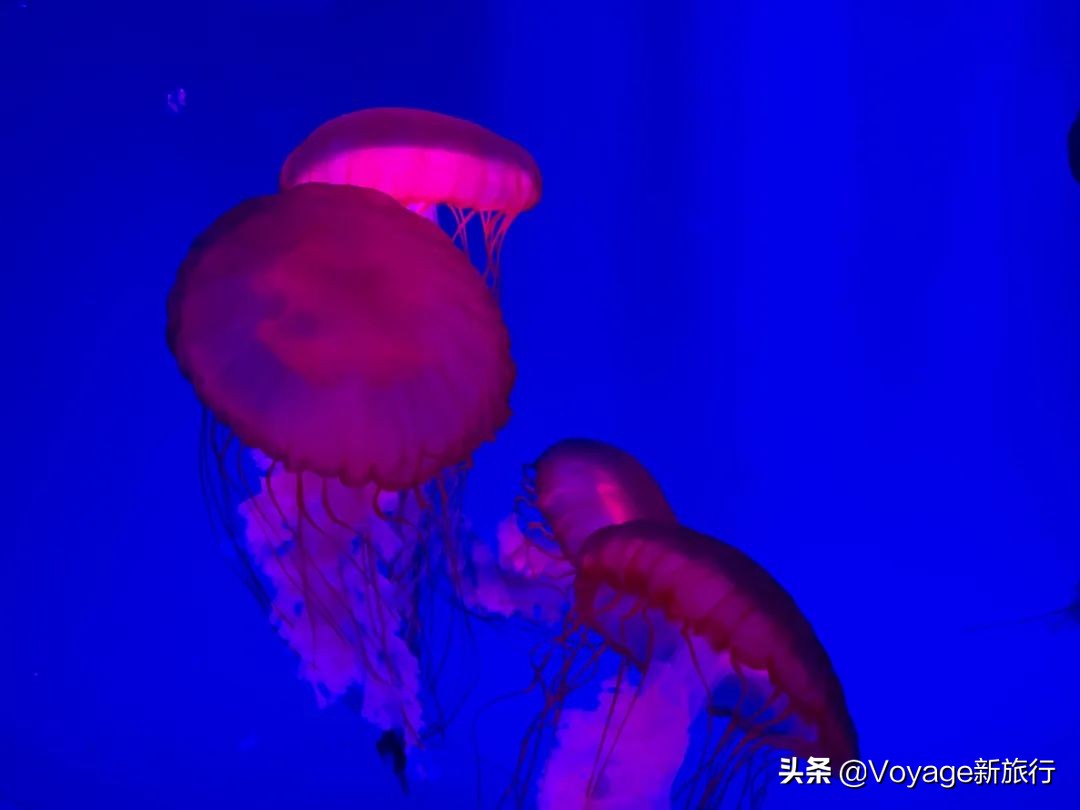 重庆融创文旅城和万达,融创文旅城飞越重庆