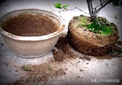 盆栽花卉为什么要换土,花卉换盆有哪些讲究