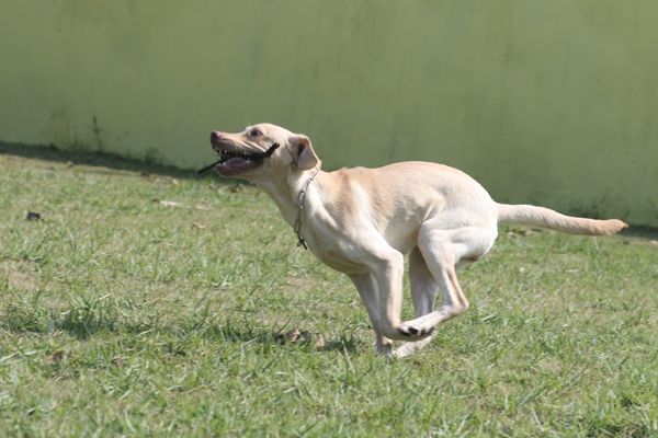 拉布拉多成年犬怎么训,养拉布拉多新手入门必知