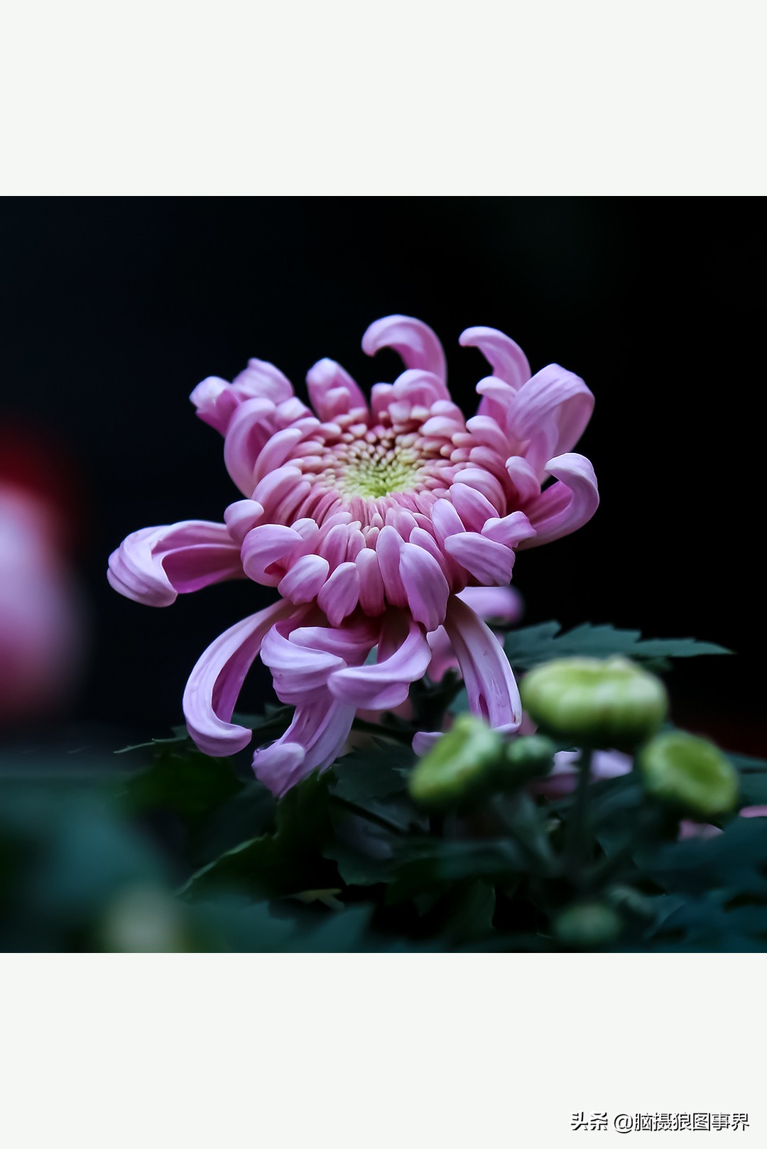 花海如何给花拍照好看,大面积的花怎样拍出花海的感觉