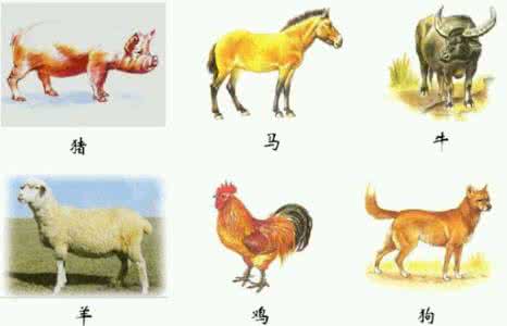 六畜兴旺为什么是指猪呢,猪为什么离不开圈狼能横行天下