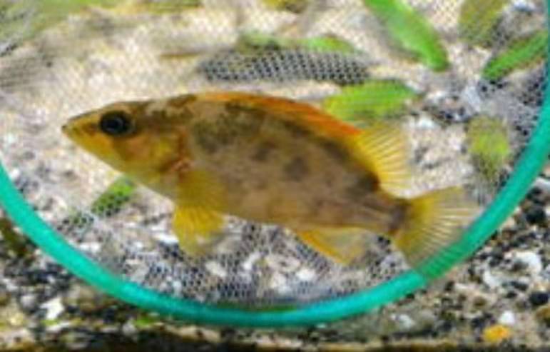 泰国虎鱼养殖价格,泰国虎鱼用多大缸养