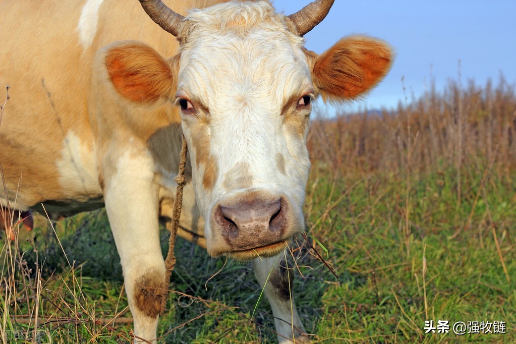 母牛下完犊子牛犊怎么护理,母牛生完牛犊掉球怎么处理