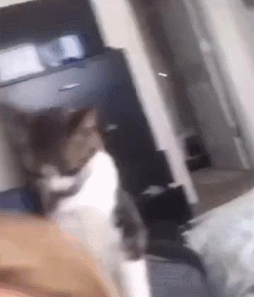 猫咪项圈对猫咪有危害吗,猫项圈给猫咪带来的危害