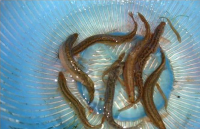 稻田养泥鳅水稻怎么收,一亩水稻田可套养多少斤泥鳅