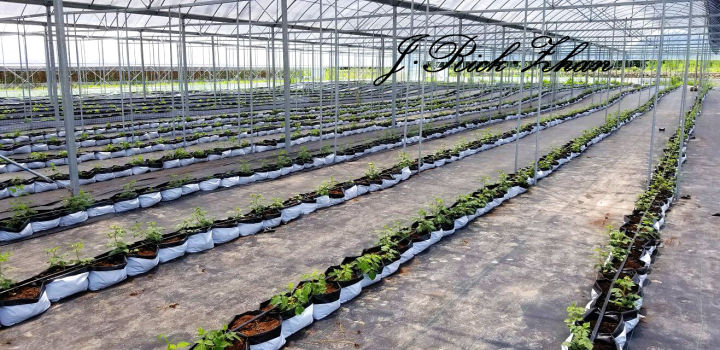 如何种野生树莓,树莓果的种子怎么种植