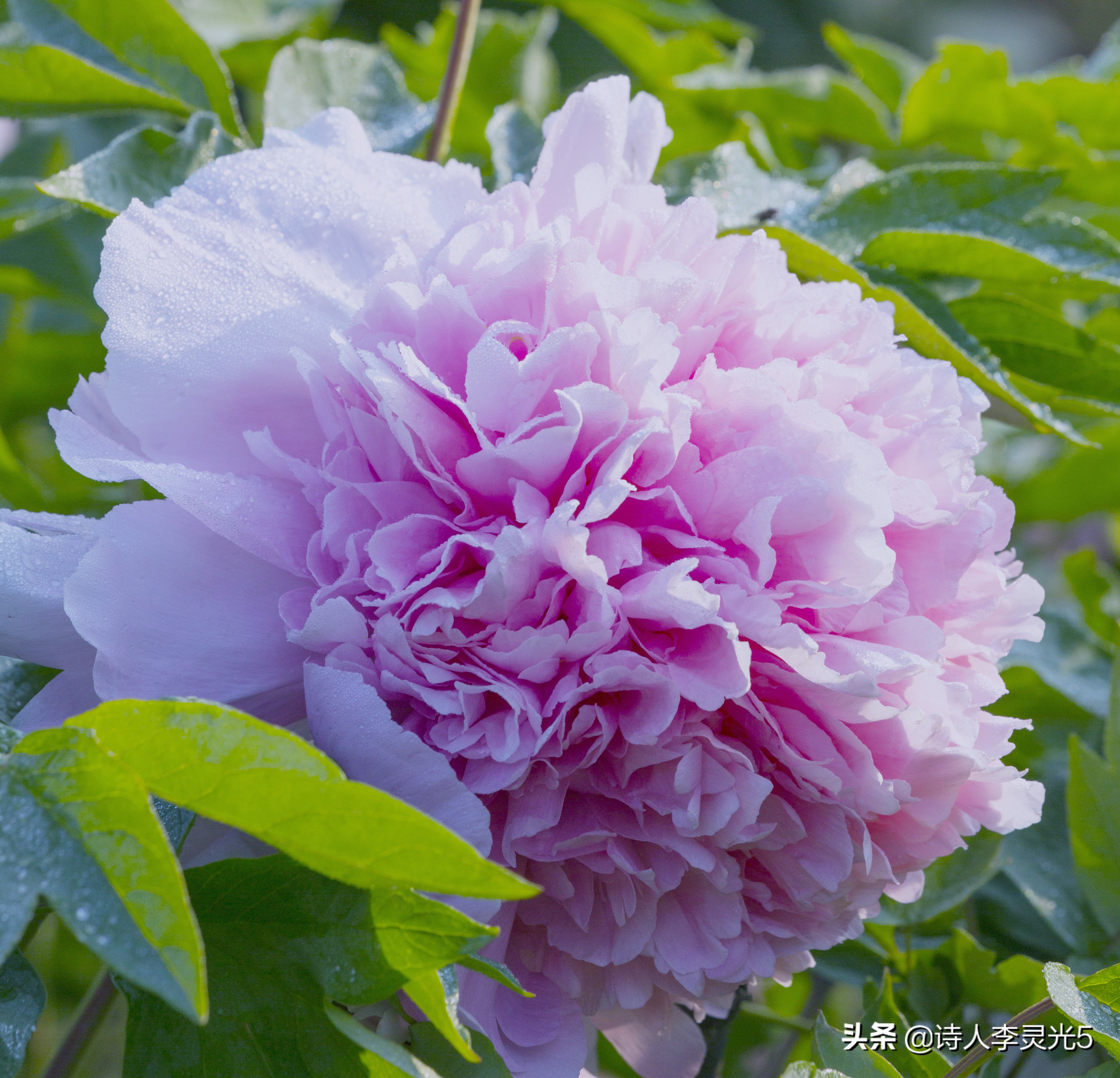 《李灵光世界国花诗》第1章第1节：亚洲东亚5国国花