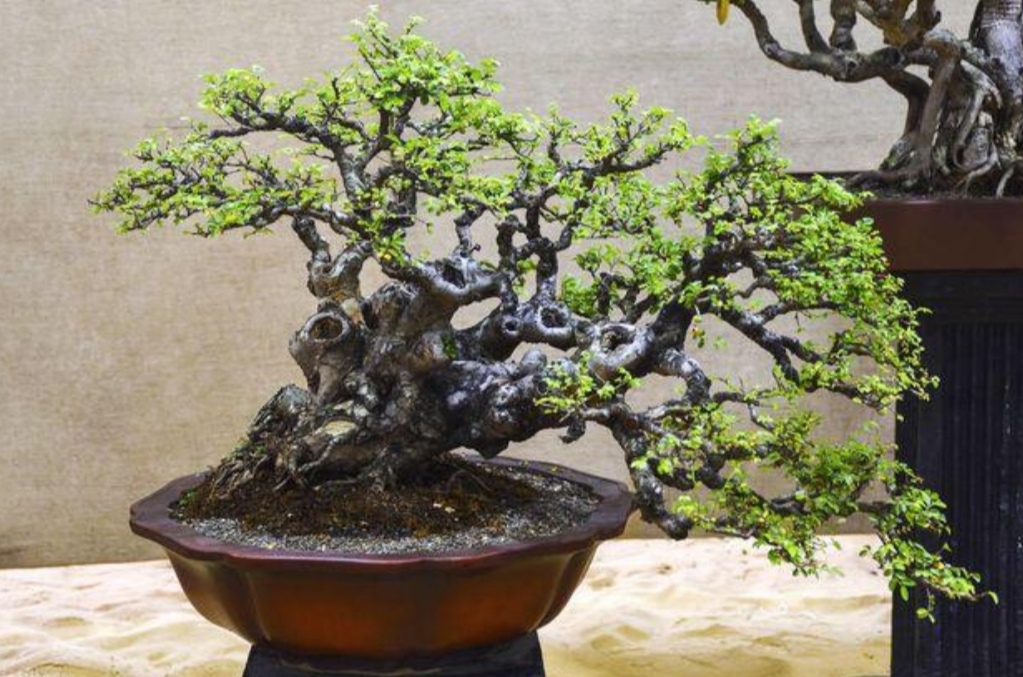 榆树疙瘩怎么制作盆景,榆树老桩丛林式盆景制作