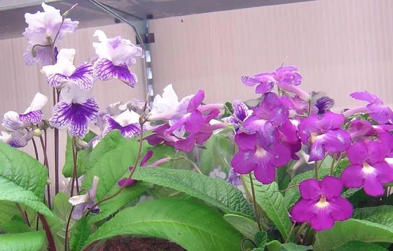 网红小众盆栽花卉,十种室内最好养的植物盆栽开花