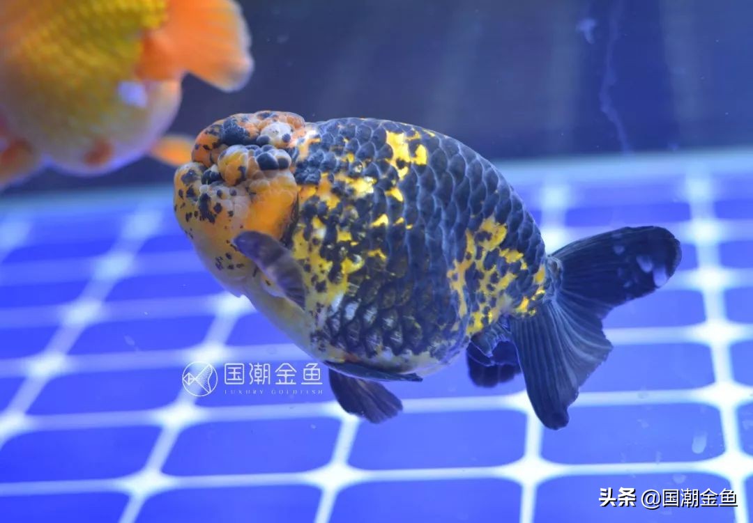 养鱼春季预防,养鱼攻略新手金鱼