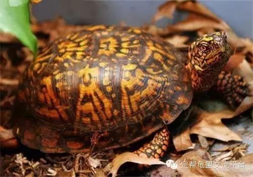 东部箱龟违法,东部龟饲养方法
