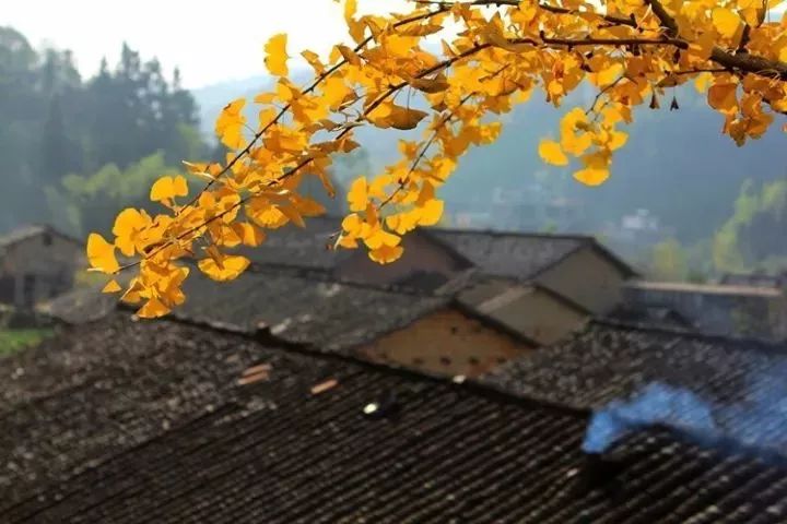 温州银杏哪里最美,温州秋冬的银杏树确实美