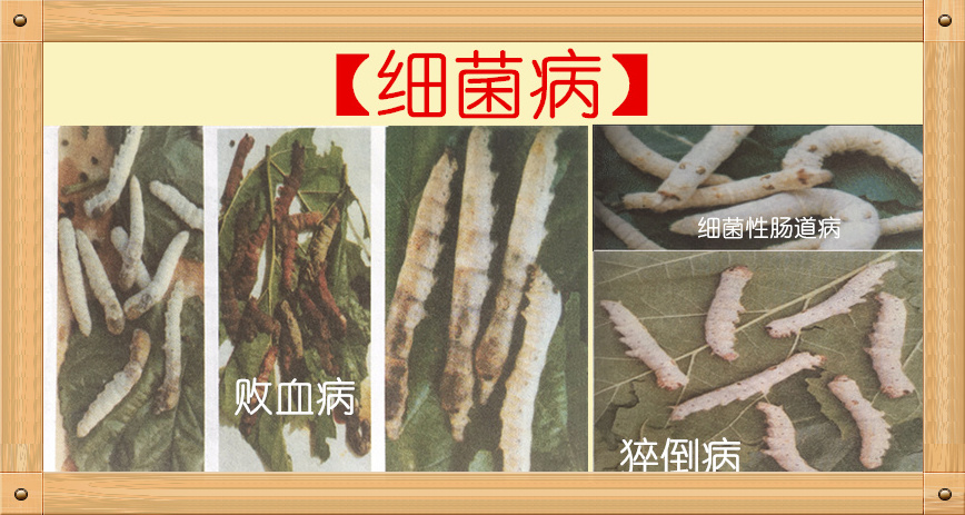 养蚕及蚕病防治知识,蚕脓病如何治疗