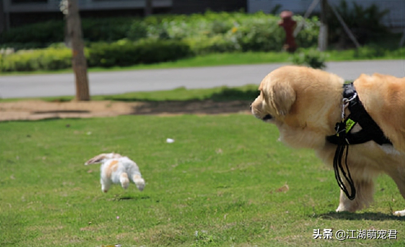 大狗经常被小狗欺负怎么办,小狗惹大狗