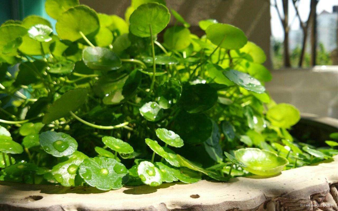 过期牛奶发酵到什么程度可以浇花,过期牛奶不要扔合理利用变废为宝