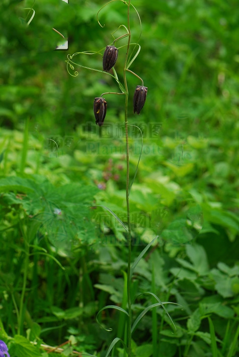 平贝母止咳化痰效果怎么样,平贝母对寒咳有效果吗