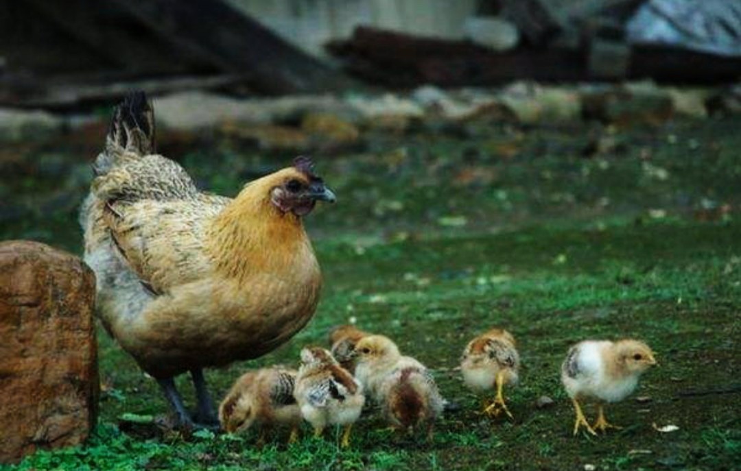 养殖土鸡模式,土鸡养殖技术及销售方法