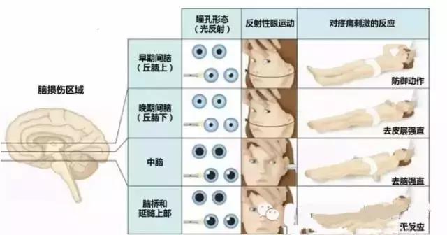 面神经分布图片大全,怎么记住面神经分布