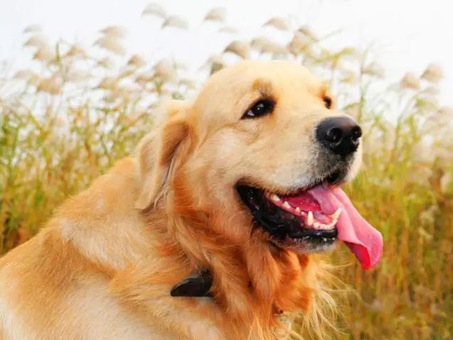 72种名犬分类介绍及图片,72种名犬及图片