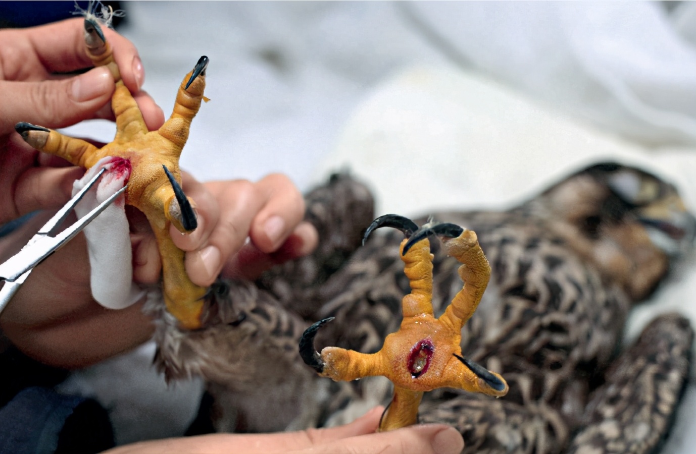 林草科普类视频怎么拍,林草防火科普