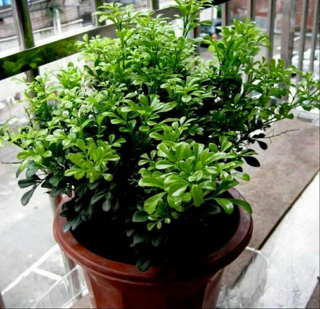 米兰掉叶子的原因和解决方法,米兰花掉叶子怎么办视频讲解