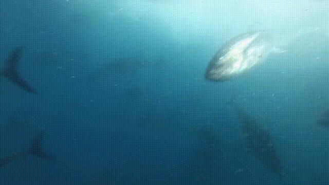 中国蓝鳍金枪鱼养殖牧场,深海大型网箱养殖蓝鳍金枪鱼