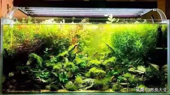 养鱼大神都养什么鱼,鱼缸养鱼都有哪些鱼