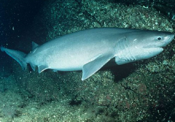 观赏淡水小鲨鱼种类及图片,海洋馆鲨鱼的种类名字