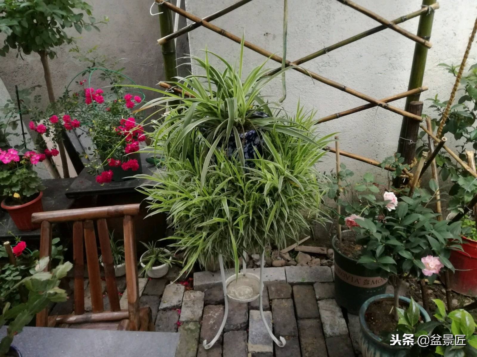 吊兰怎么养得又胖又矮,吊兰长胖了怎么办