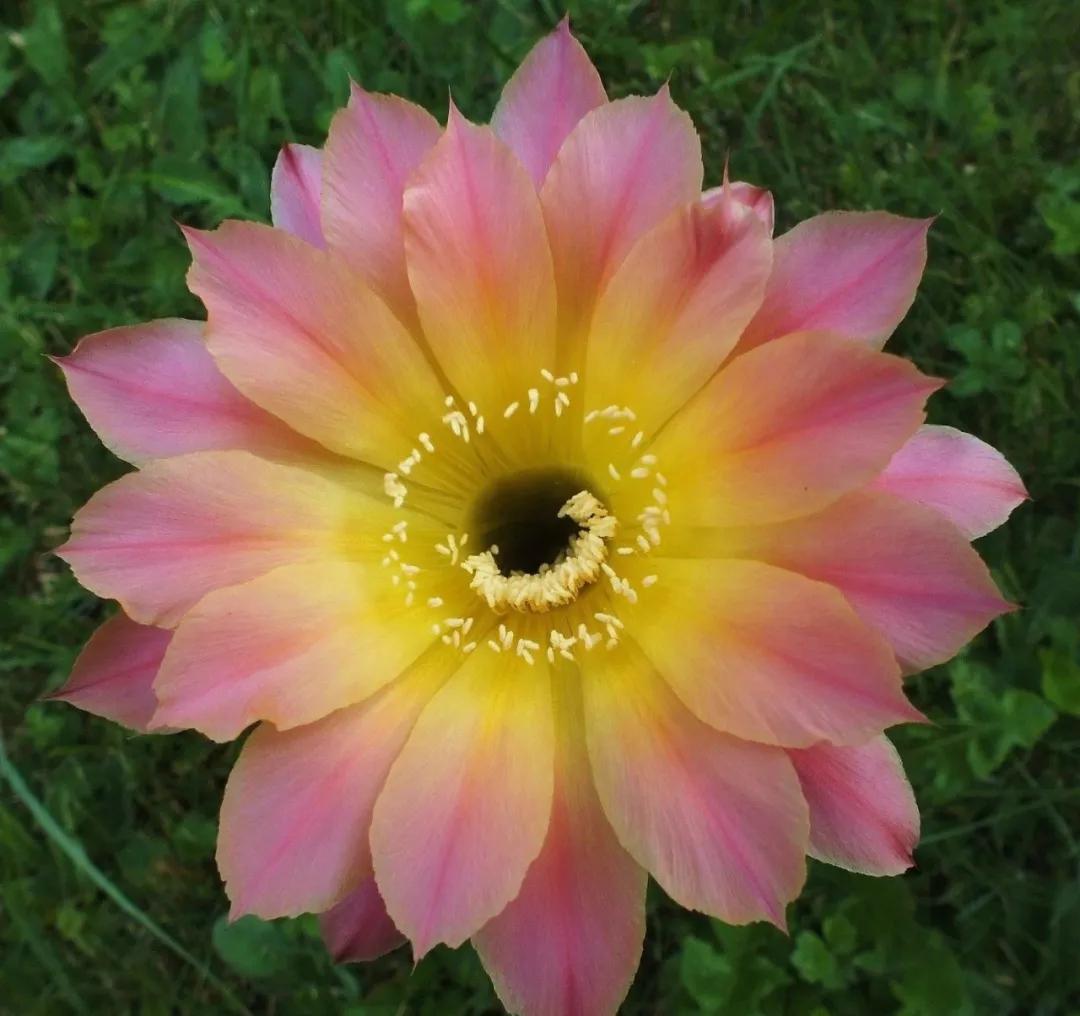 100种仙人球花图片,100种仙人球的品种视频