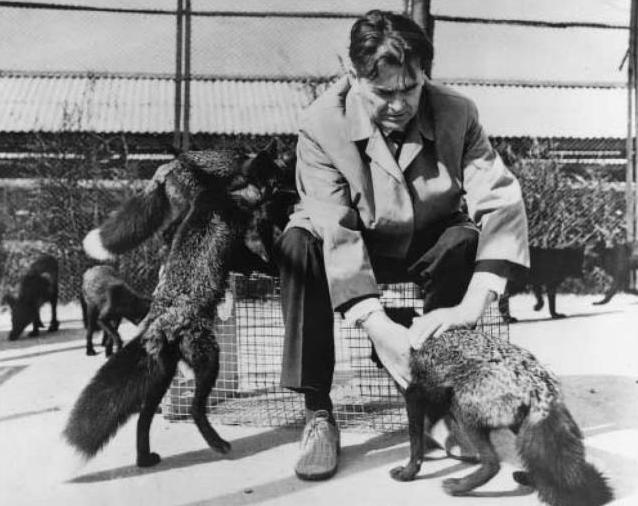 俄罗斯科学家养狐狸,俄罗斯科学家驯化银狐