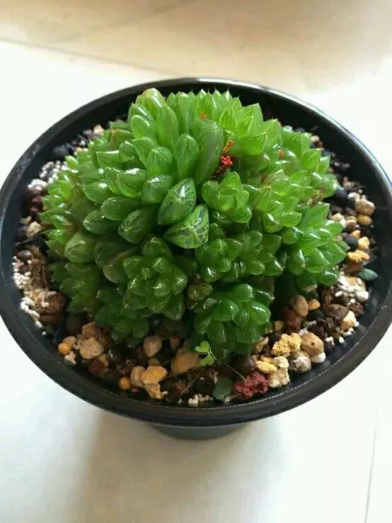 玉露徒长了如何解决,玉露徒长叶子细长干瘪还能恢复吗