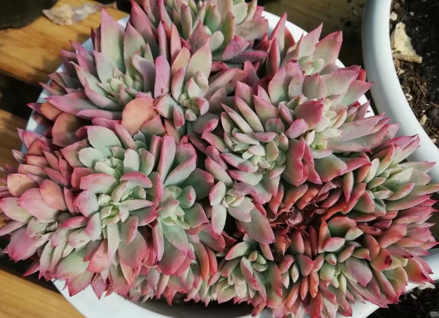 多肉养出状态来有多美?这102种多肉控养上色之后美呆了