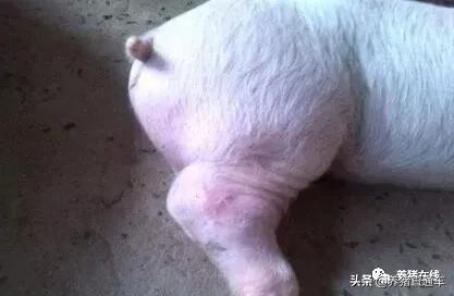 猪站不起来或走路腿拐是咋回事儿？