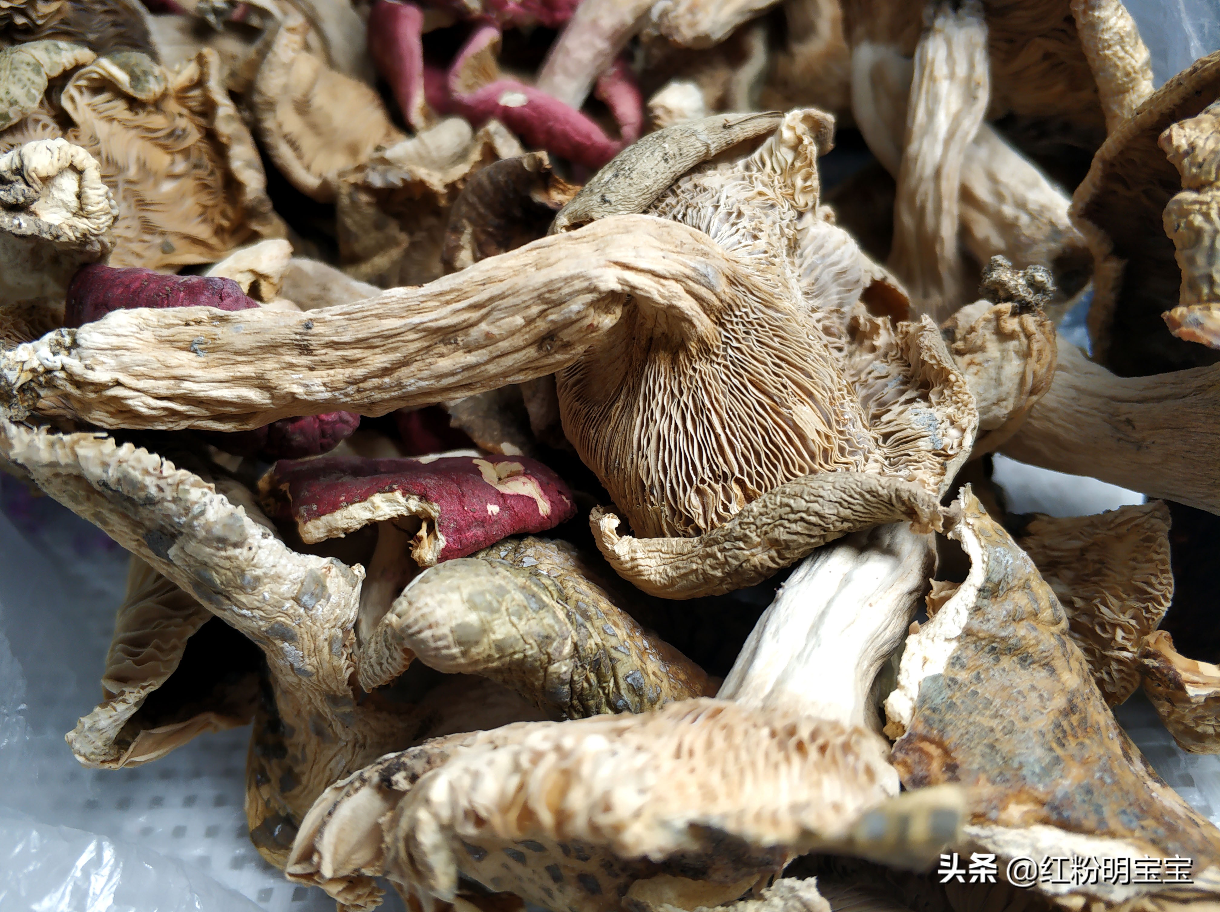 野生蘑菇,大山里的美味牛肝菌|红菇,有钱也很难买得到