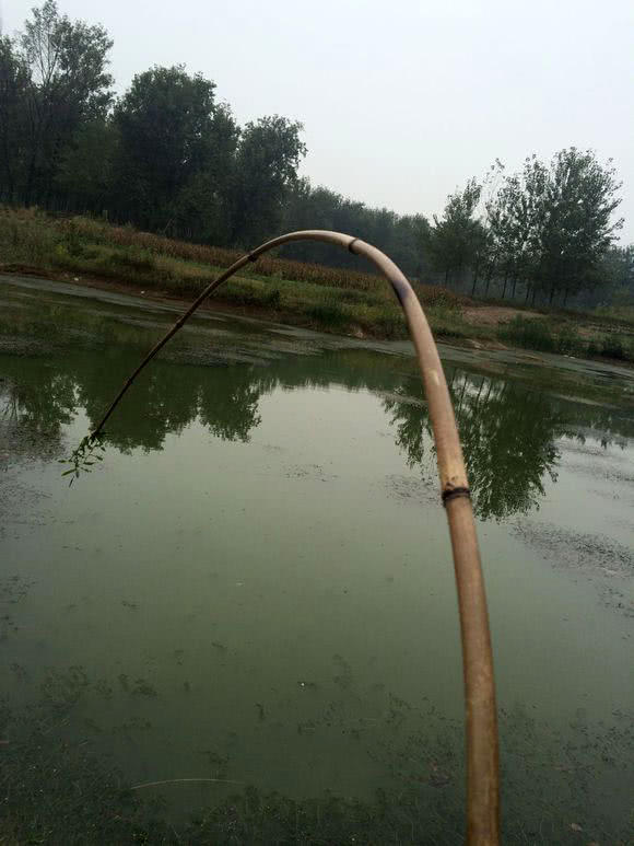 用竹子做鱼竿去小河钓鱼,日本自制竹子鱼竿过程视频