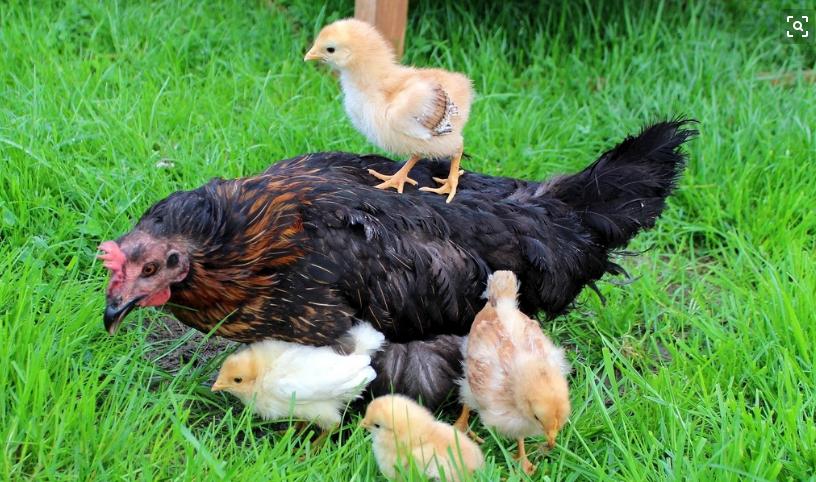 鸡拉白屎是什么原因用什么药,鸡眼睛流泪拉白屎喂什么药