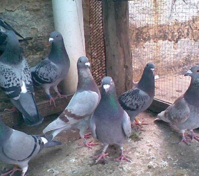 养殖致富项目一万元,农村靠谱小成本养殖项目