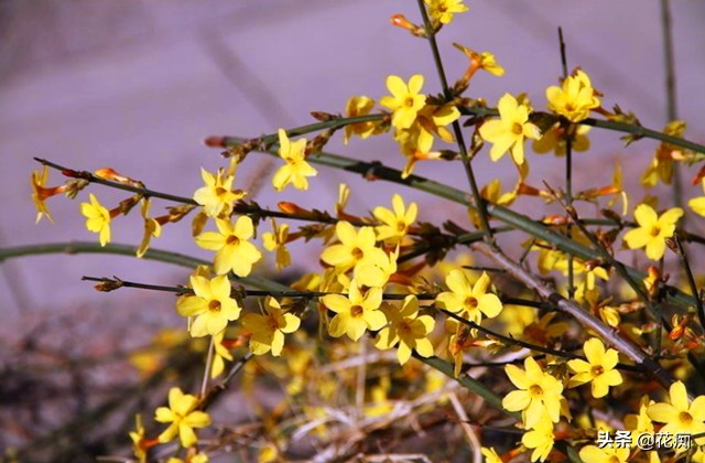 迎春花春季如何养护,春季迎春花怎么养