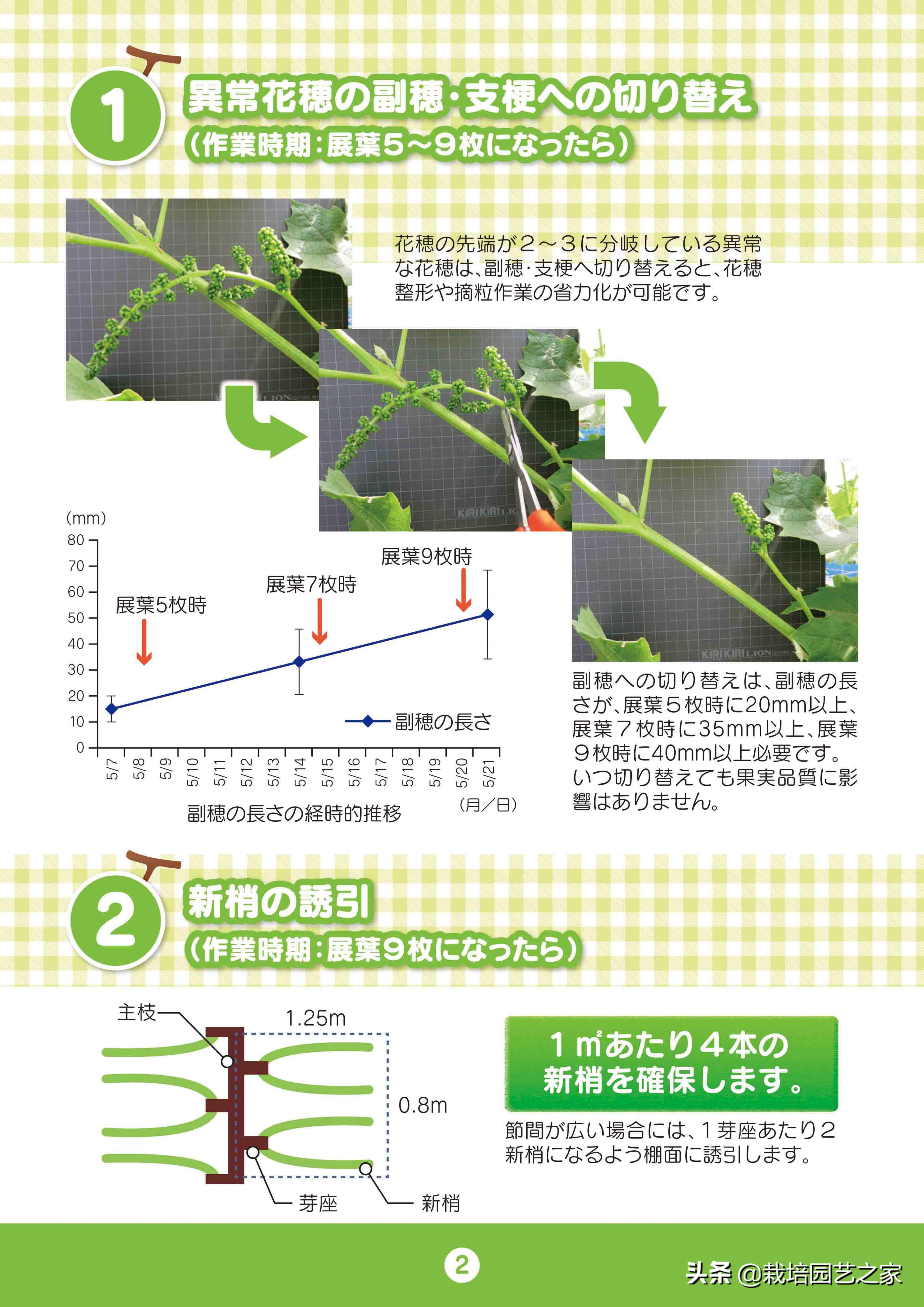 日本阳光玫瑰葡萄全教程,日本阳光玫瑰保果配方