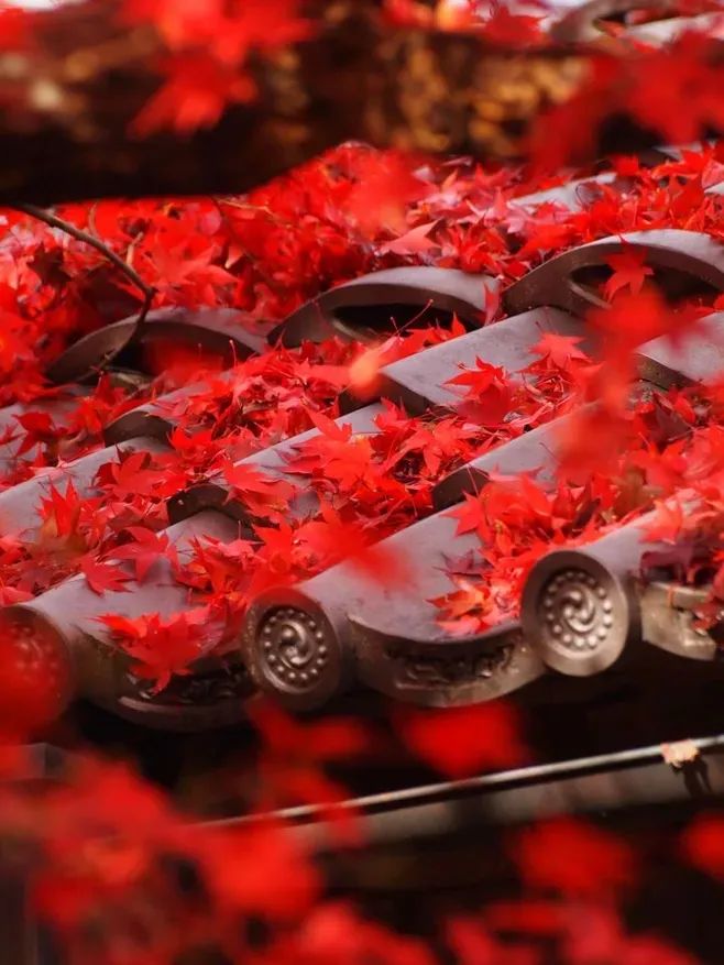 红叶诗词100首,32首唯美红叶诗词静赏绚烂秋日