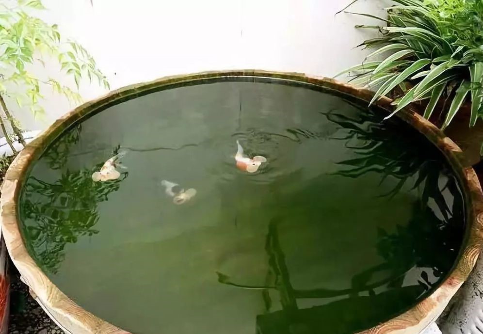 桌面鱼缸新手入门,新手鱼缸入门教程视频