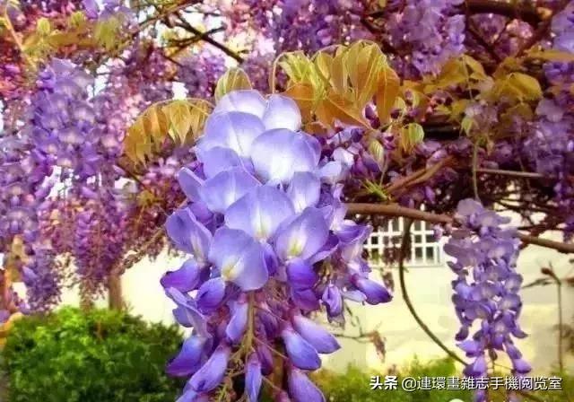 100种常见花卉植物图谱,100种花卉素描图谱