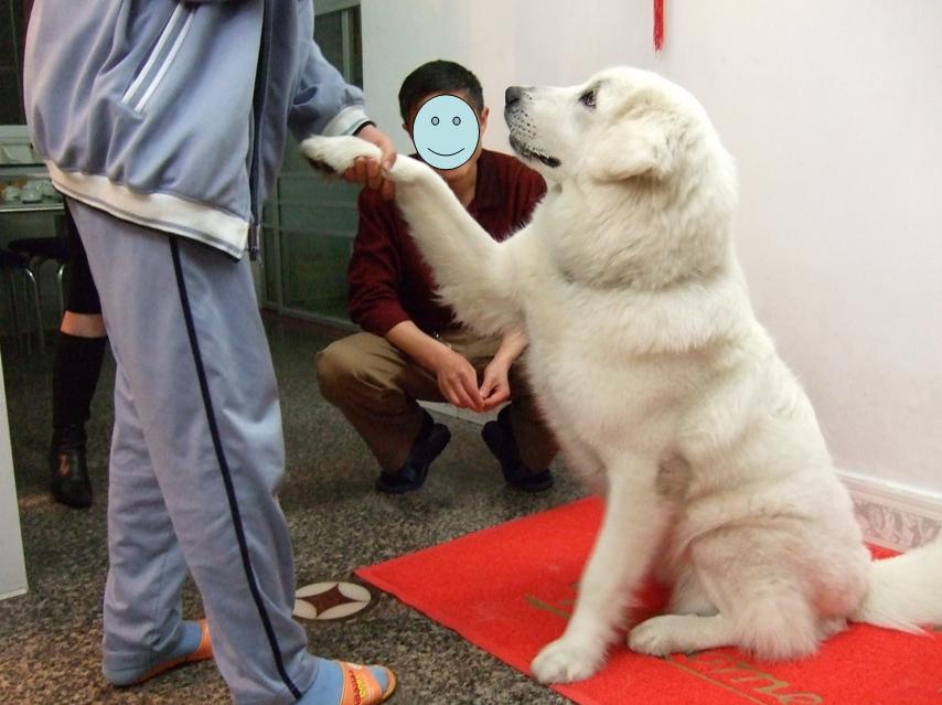 大白熊好养吗,大白熊值得养吗