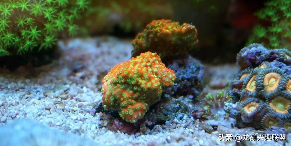 惊cry！90cm海缸竟然饲养77种生物，你敢挑战吗？