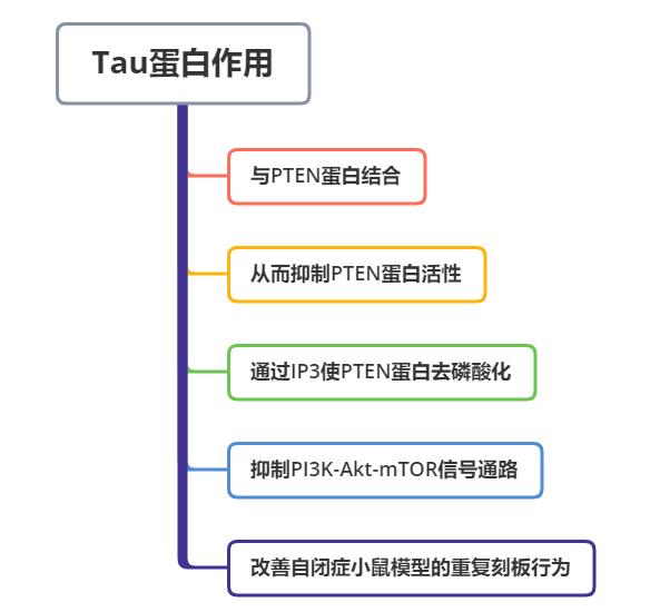重磅研究成果!科学家在小鼠模型中发现改善自闭症核心症状新方法