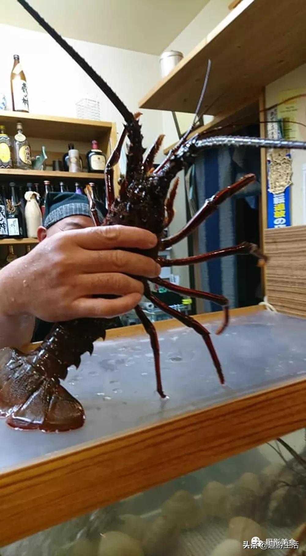 世界上的各种龙虾,世界上最大龙虾