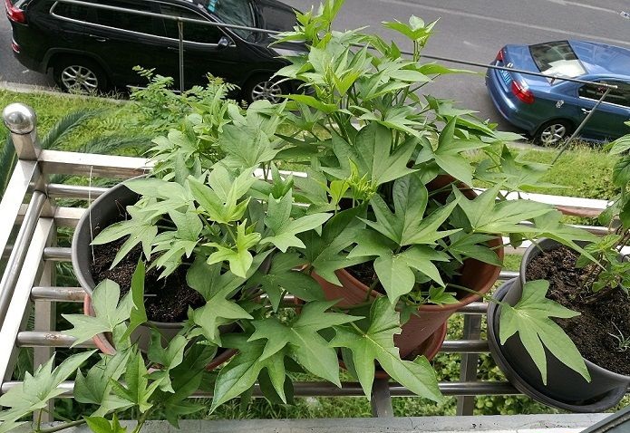 花盆里种的红薯丰收了,花盆种的红薯也长这么大