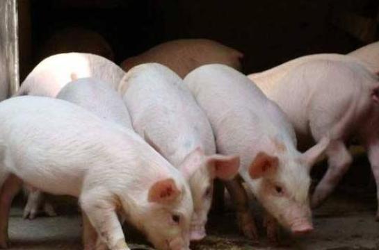 猪败血性链球菌病怎么治疗,猪败血性链球菌的症状