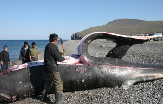 渔民捕鱼捡到龙涎香,捕鱼龙涎香